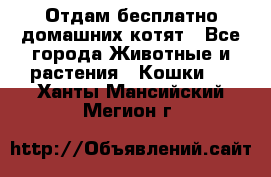 Отдам бесплатно домашних котят - Все города Животные и растения » Кошки   . Ханты-Мансийский,Мегион г.